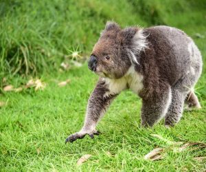 Koala-on-ground-300×250.jpg