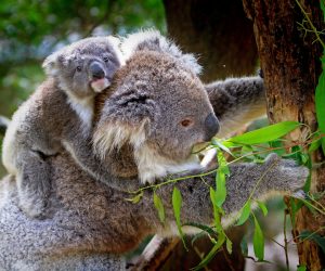 Photo-Pixabay-animals-cute-koala-85678-300×250.jpg
