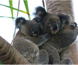 koala-and-baby-Angela-B-Coomera-Conservation-Society-300×250.png