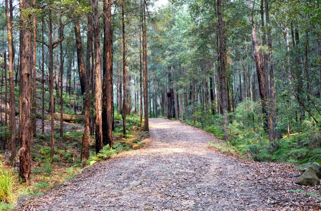 Bush walk and a walking track in wild forest in Berowra National