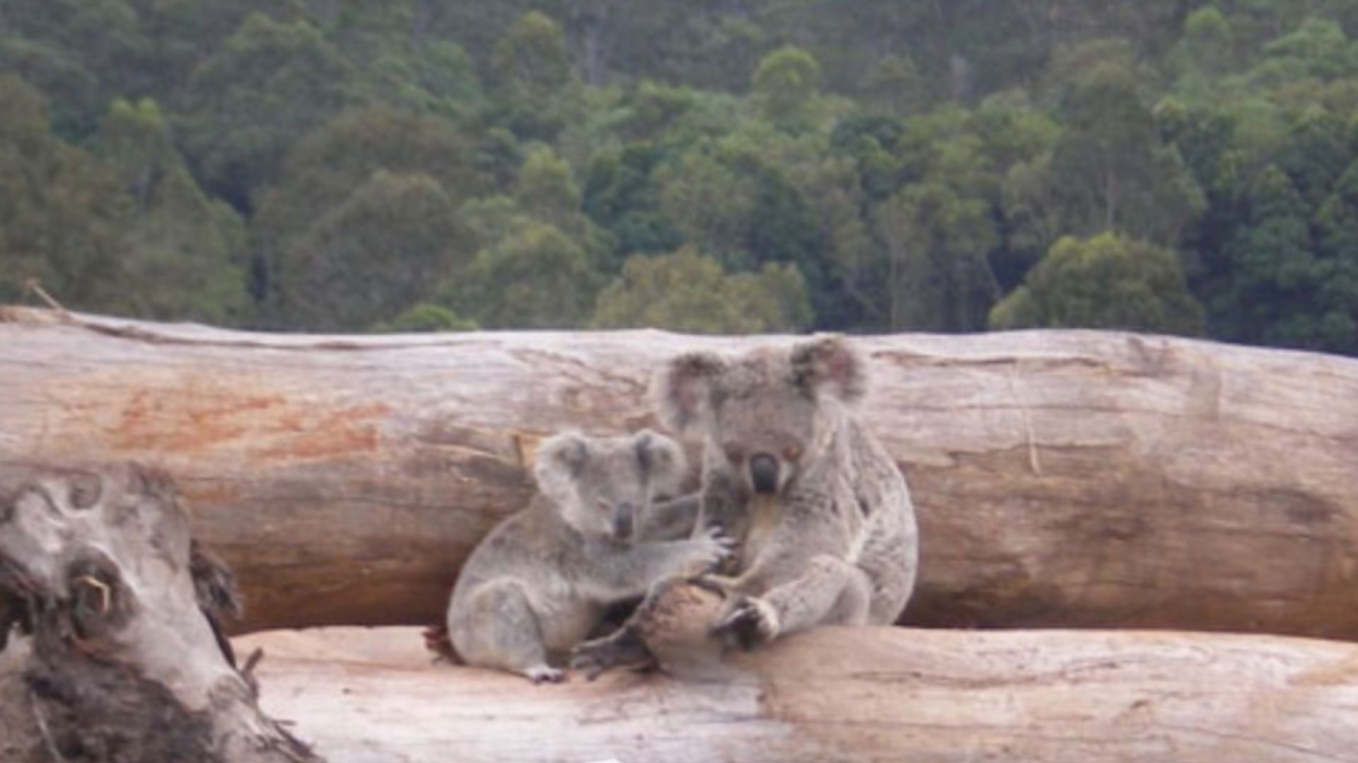 Koala on log